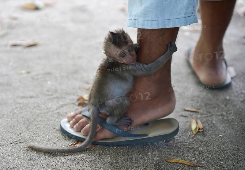 Young Northern pig-tailed macaque (Macaca leonina) clings to a leg