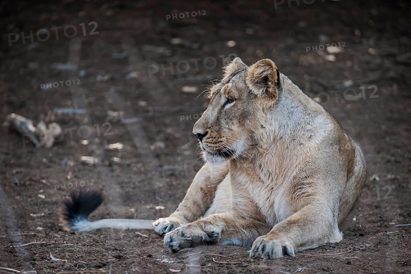 Asiatic lion (Panthera leo persica)