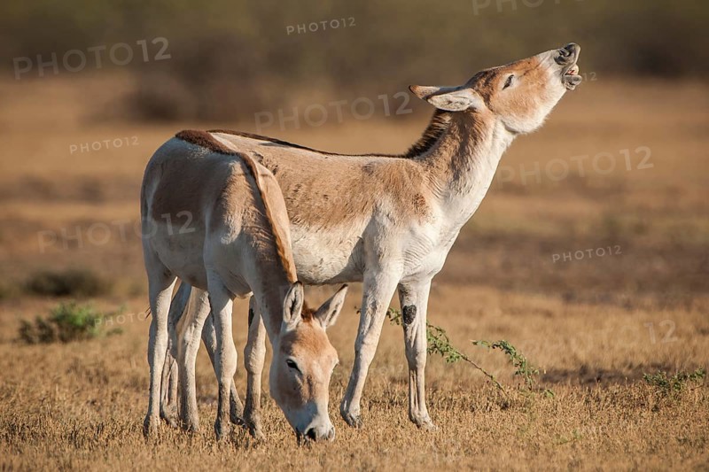 Onager or Asiatic wild ass (Equus hemionus)