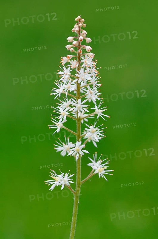 Heartleaf Foamflower (Tiarella cordifolia)