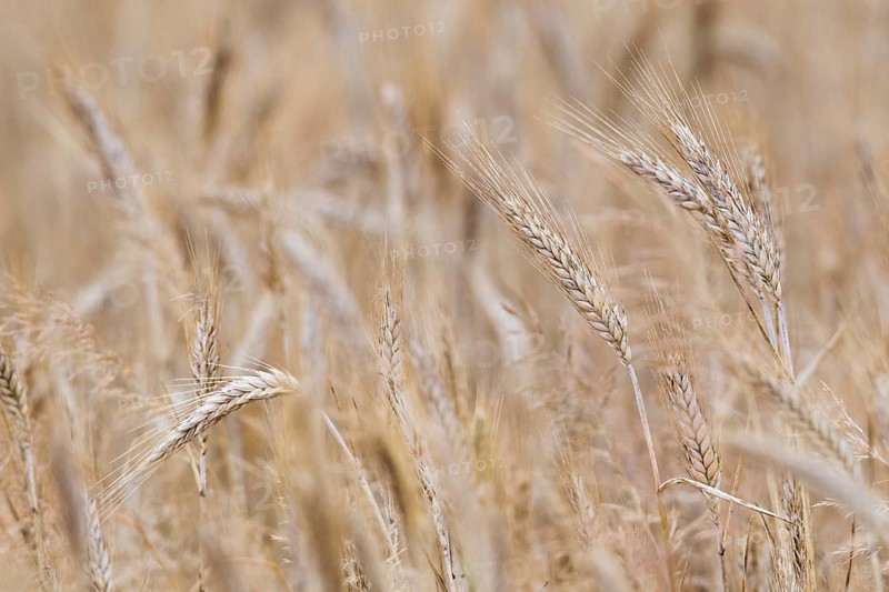 Cereals