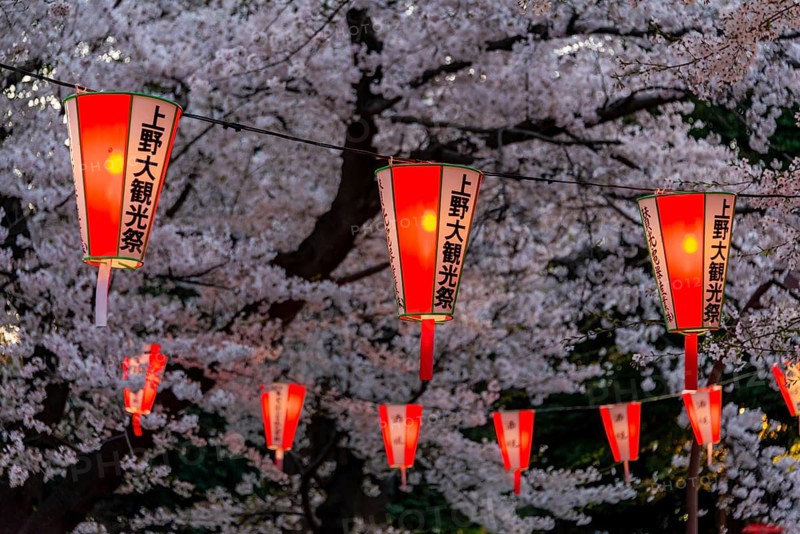 Glowing lanterns in blossoming cherry trees at Hanami Festival in spring