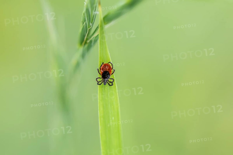Female tick