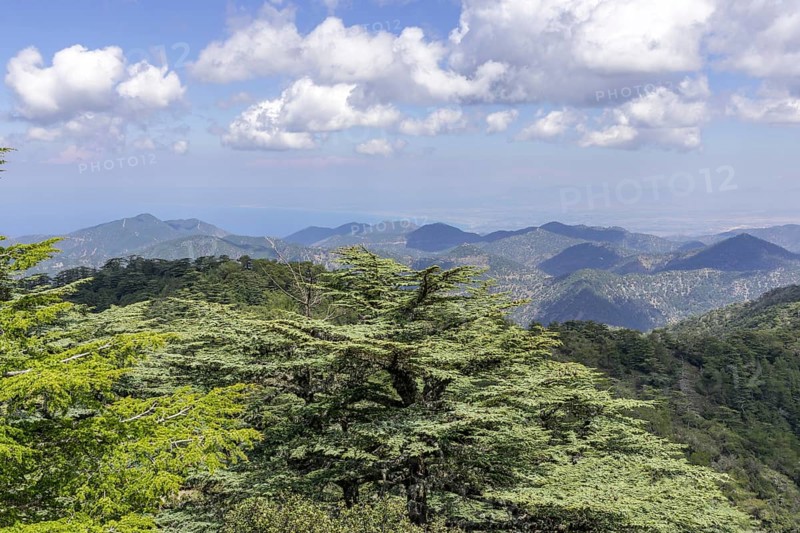 Cyprus cedar (Cedrus brevifolia)