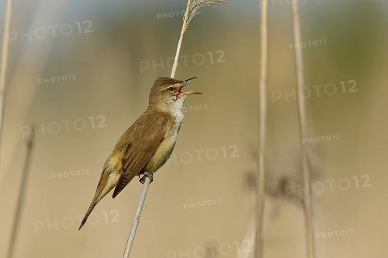 Great Reed Warbler (Acrocephalus arundinaceus)