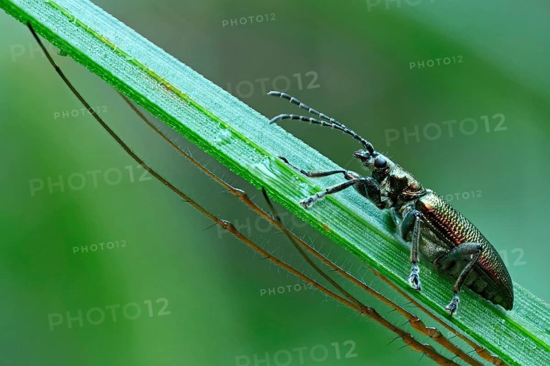 Leaf Beetle (Donacia spec.) with the legs of a Longjawed Orbweaver (Tetragnatha extensa)