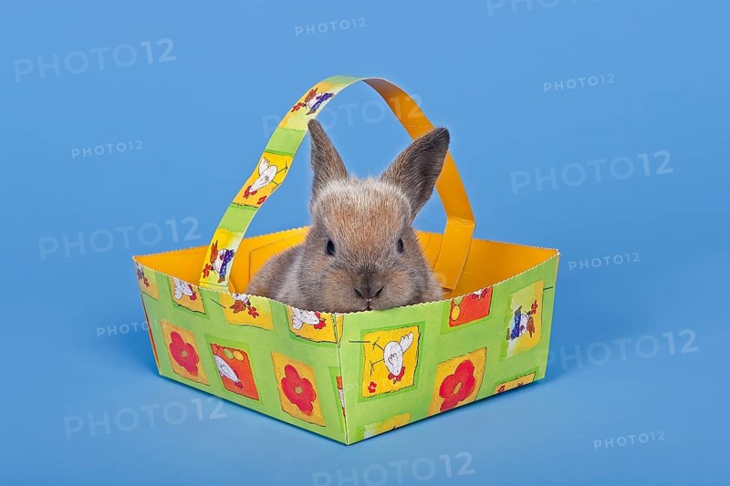 Pet rabbit in an Easter basket