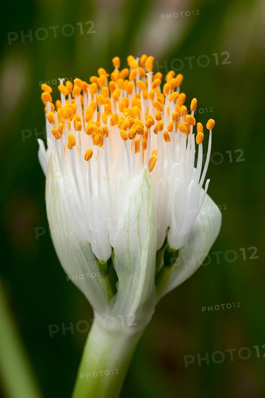 Paintbrush (Haemanthus albiflos)