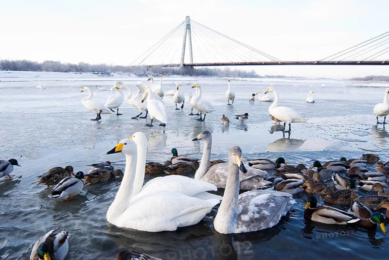 Swans and ducks on the river