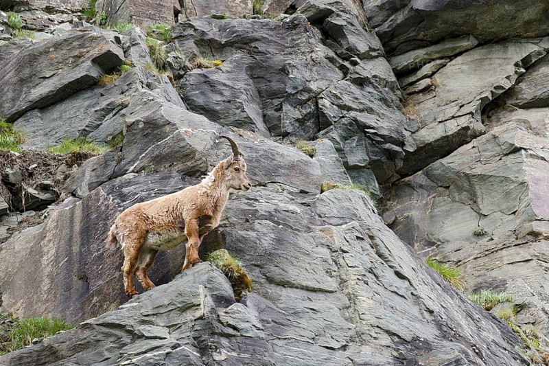 Alpine Ibex (Capra ibex)