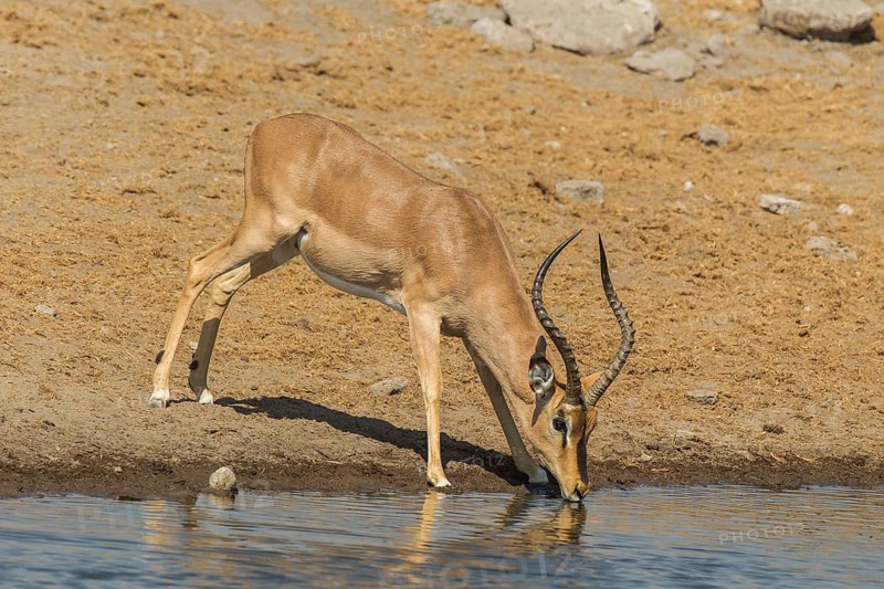 Black-faced Impala (Aepyceros melampus petersi)