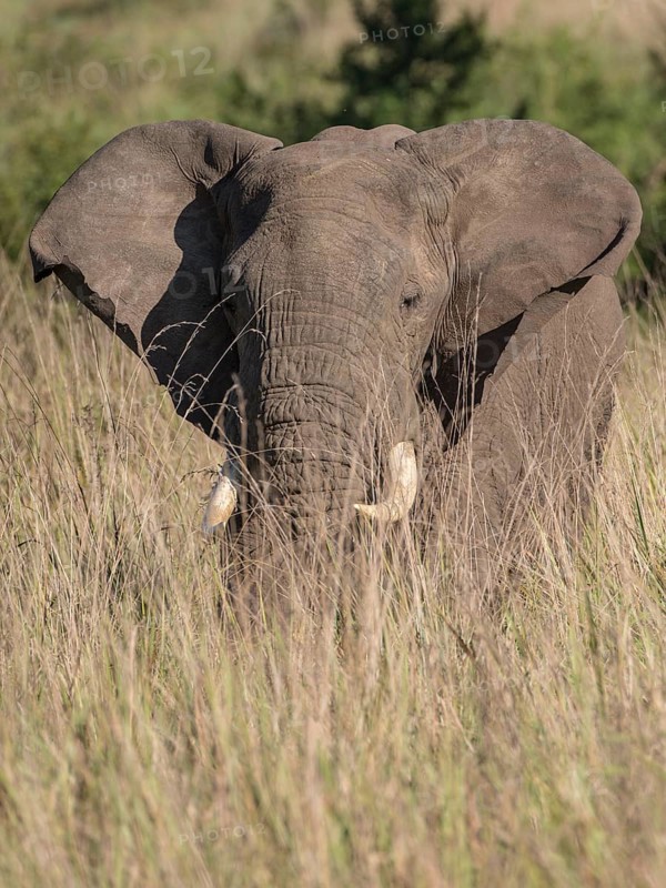 African Bush Elephant (Loxodonta africana)