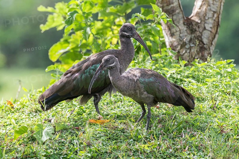 Hadada Ibises (Bostrychia hagedash)