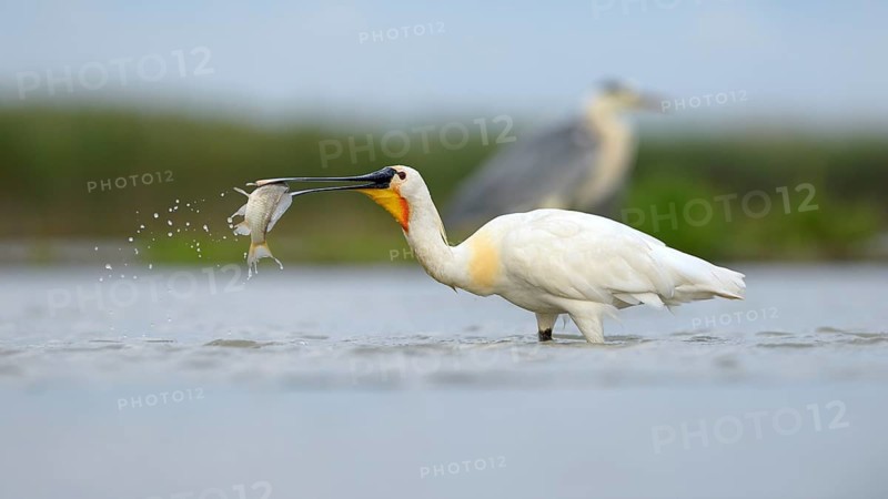 Eurasian Spoonbill or Common Spoonbill (Platalea leucorodia)