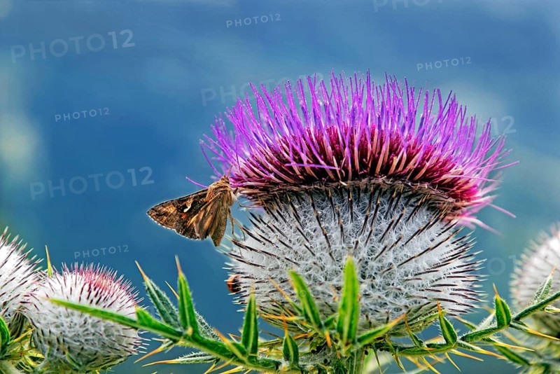 Woolly Thistle (Cirsium eriophorum)