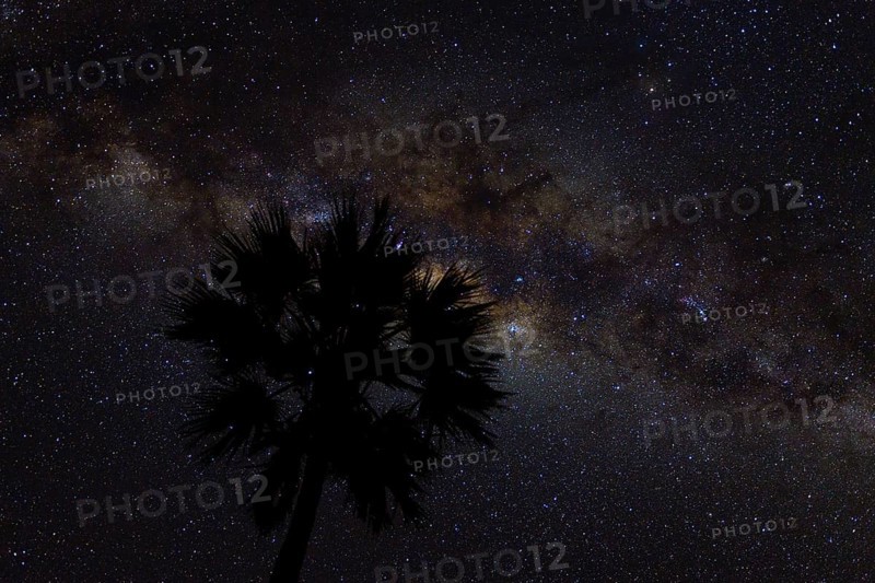 Silhouette of a palm tree in front of Milky Way in the African night sky