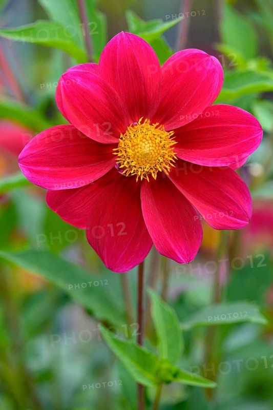 Dahlia variety Firewheel (Dahlia)