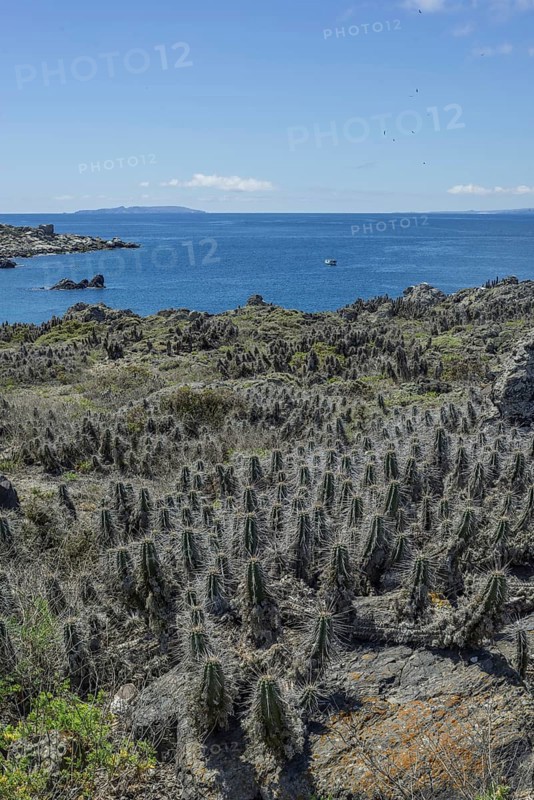 Cacti covered in lichen on Damas Island
