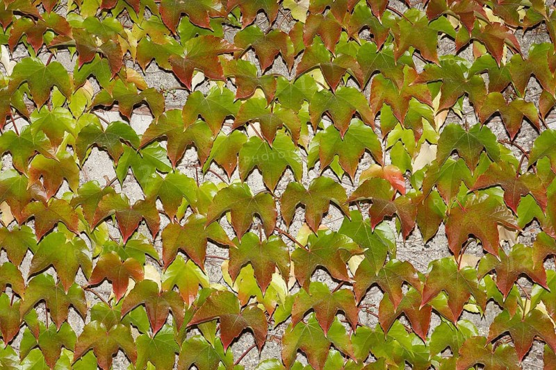 Japanese Creeper (Parthenocissus tricuspidata) on a wall