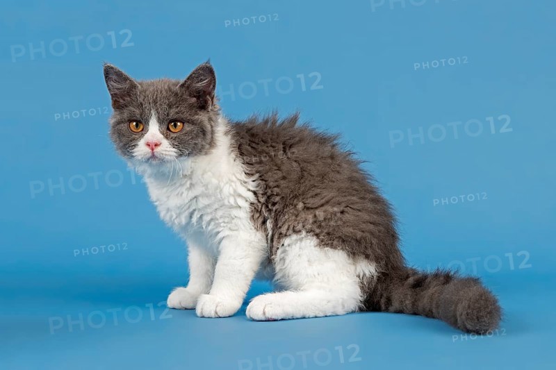 Breed Selkirk Rex Kitten