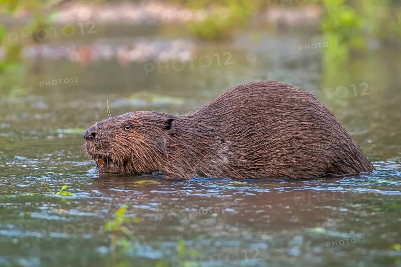 European Beaver (Castor fiber)