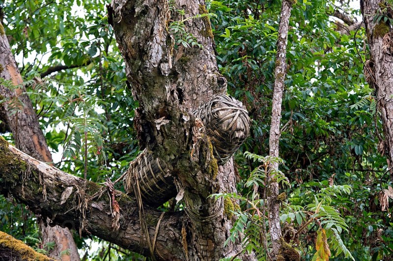 Traditional beehive