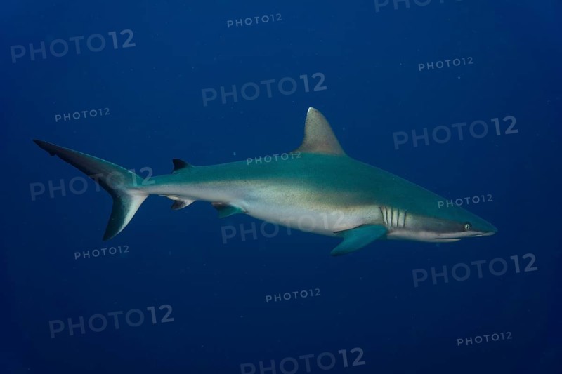 Grey Reef Shark (Carcharhinus amblyrhynchos)