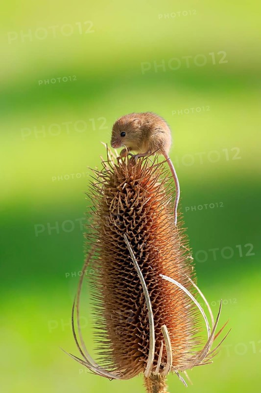 Eurasian Harvest Mouse (Micromys minutus)