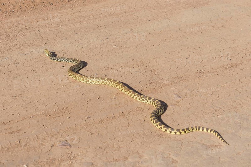 Pacific Gopher Snake (Pituophis catenifer catenifer)