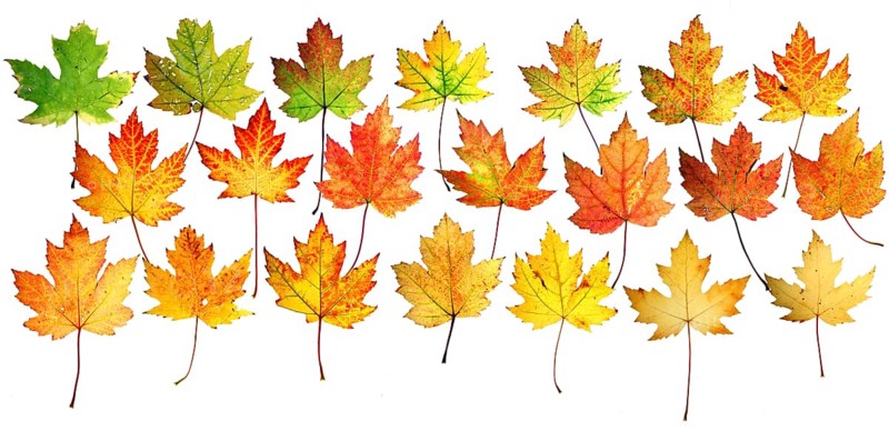 Autumn leaves