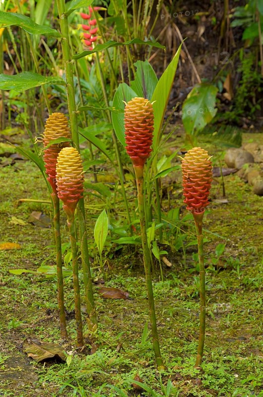Ginger species (Zingiberaceae)