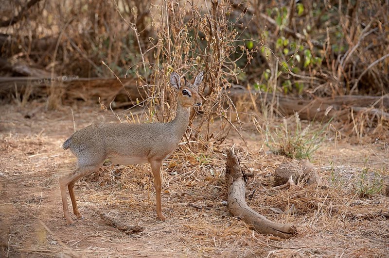 Kirk's Dik (Madoqua kirkii)