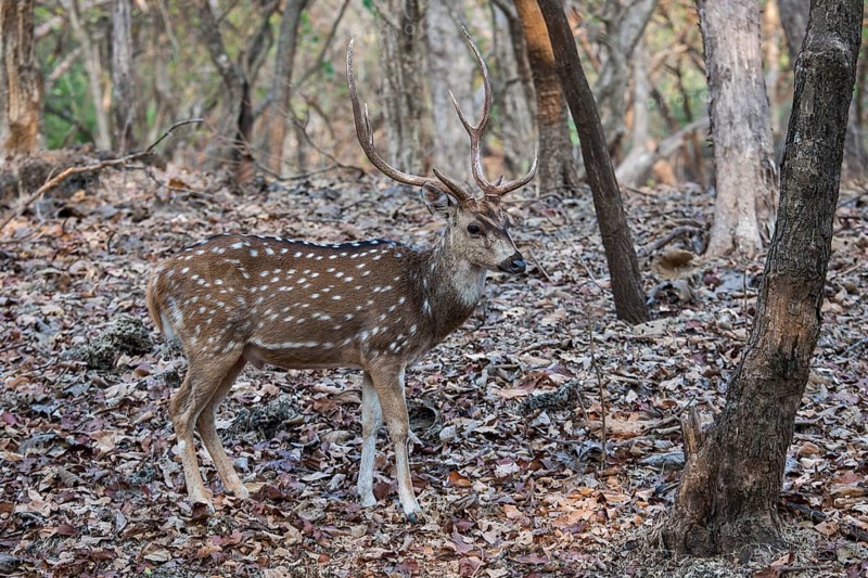 Chital (Axis axis)
