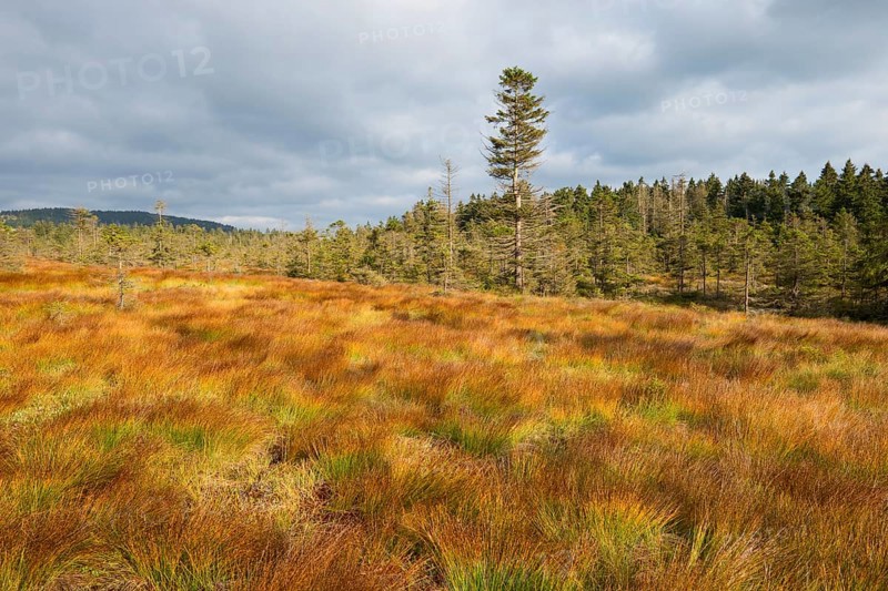 Bodebruch raised bog in autumn