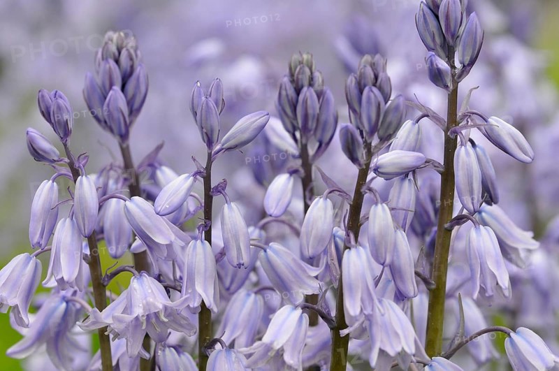 Spanish bluebell (Hyacinthoides hispanica) cultivar