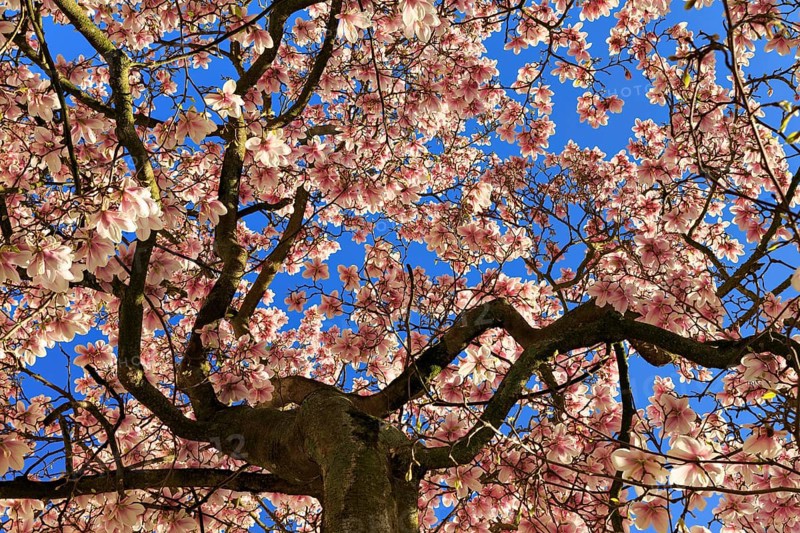Blossoming magnolia tree