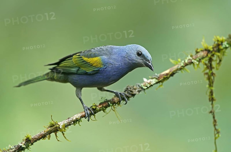 Golden-chevroned tanager (Thraupis ornata)