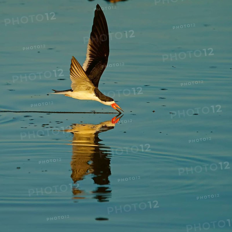 Black Skimmer (Rynchops niger) in flight fishing