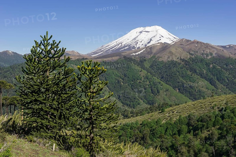 Monkey Puzzle Tree (Araucaria araucana) and Lonquimay volcano