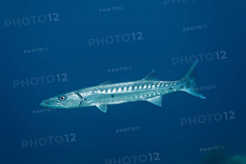 Great Barracuda (Sphyraena barracuda)
