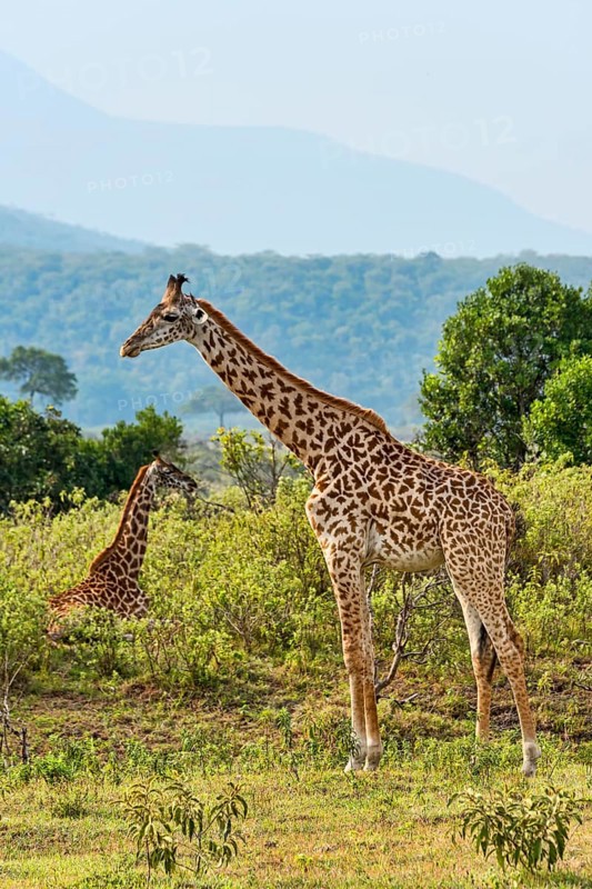 Giraffes (Giraffa camelopardalis)