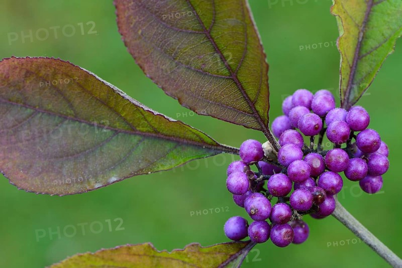 Bodinier's Beautyberry (Callicarpa bodinieri)