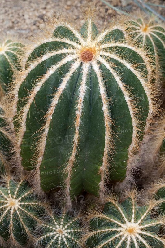 Cacti (Parodia magnifica