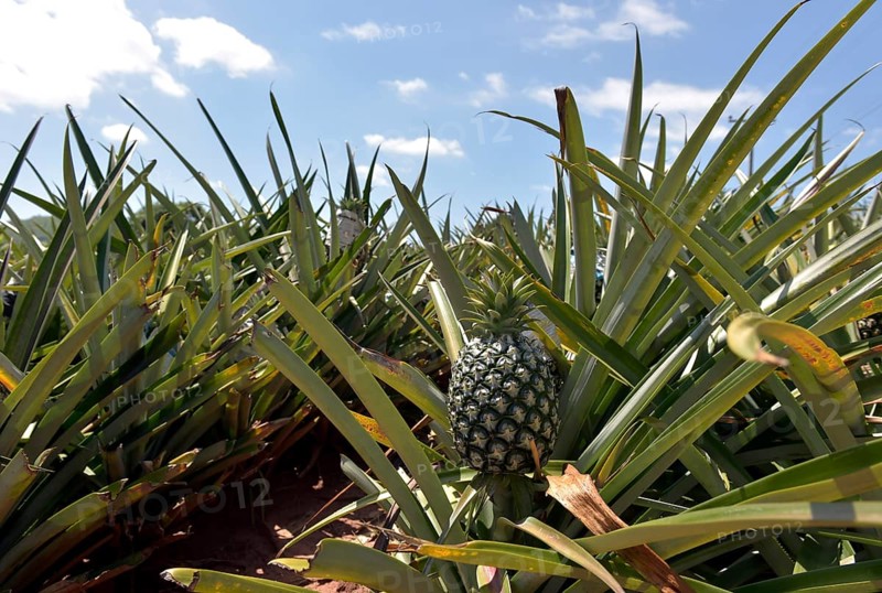 Unripe pineapple on a plantation