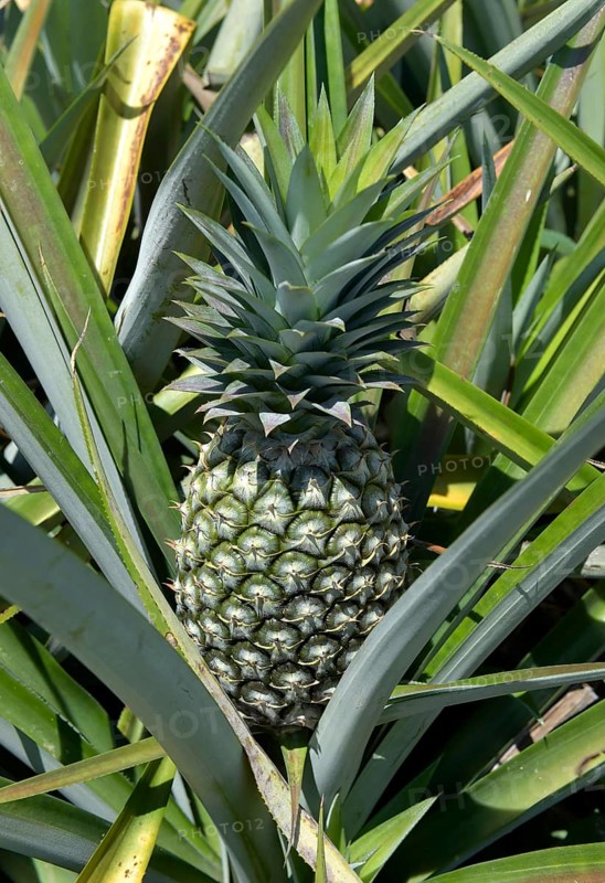 Unripe pineapple on a plantation
