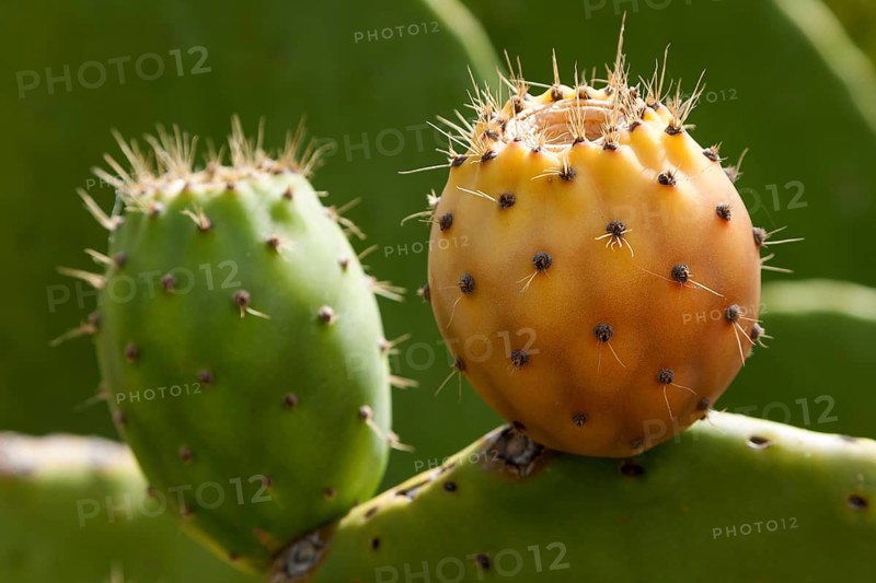 Prickly pears (Opuntia ficus-indica)
