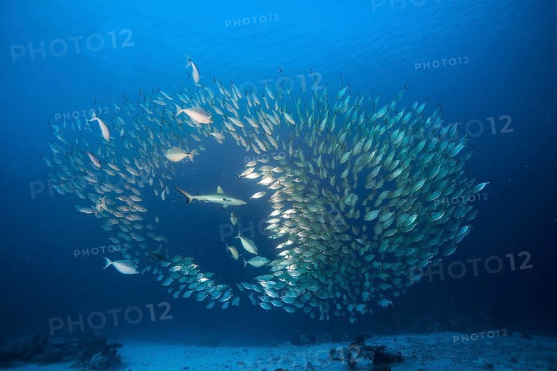 Grey Reef Shark (Carcharhinus amblyrhynchos) hunting a shoal of Oxeye Scads (Selar boops)