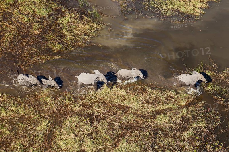African Elephants (Loxodonta africana)