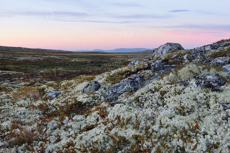 Reindeer Lichen (Cladonia rangiferina)