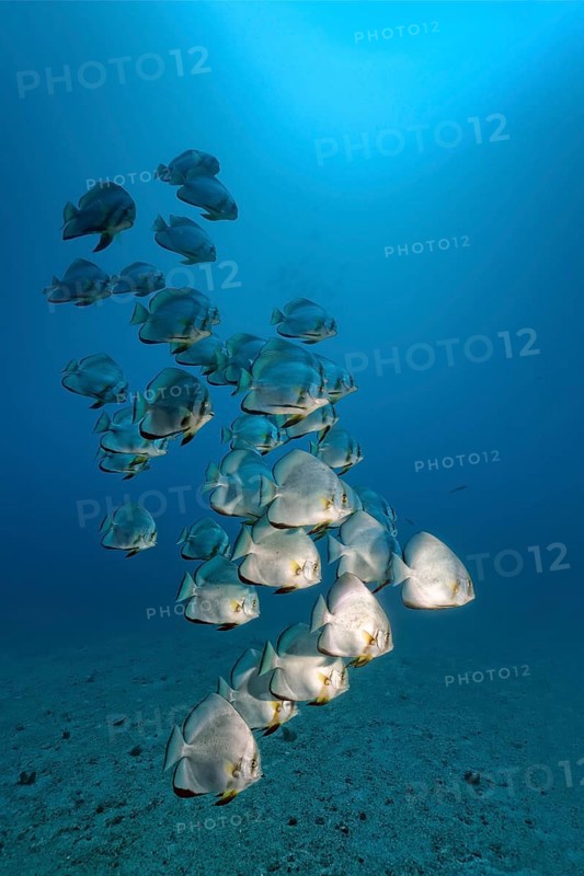 Swarm of Longfin Batfish (Platax teira)